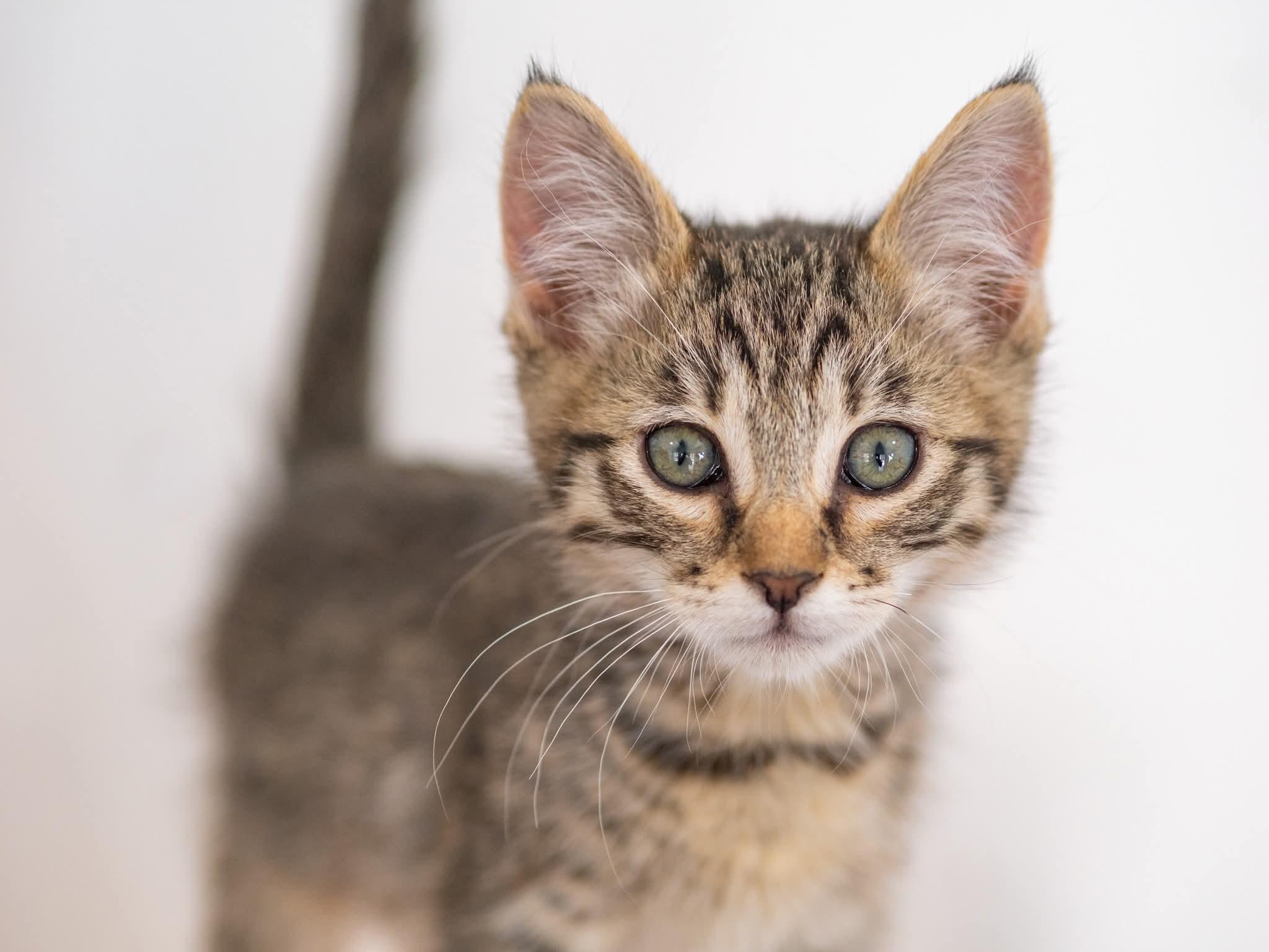 Enlarge Koda, a ADOPTABLE Domestic Short Hair in Globe, AZ image 1/1