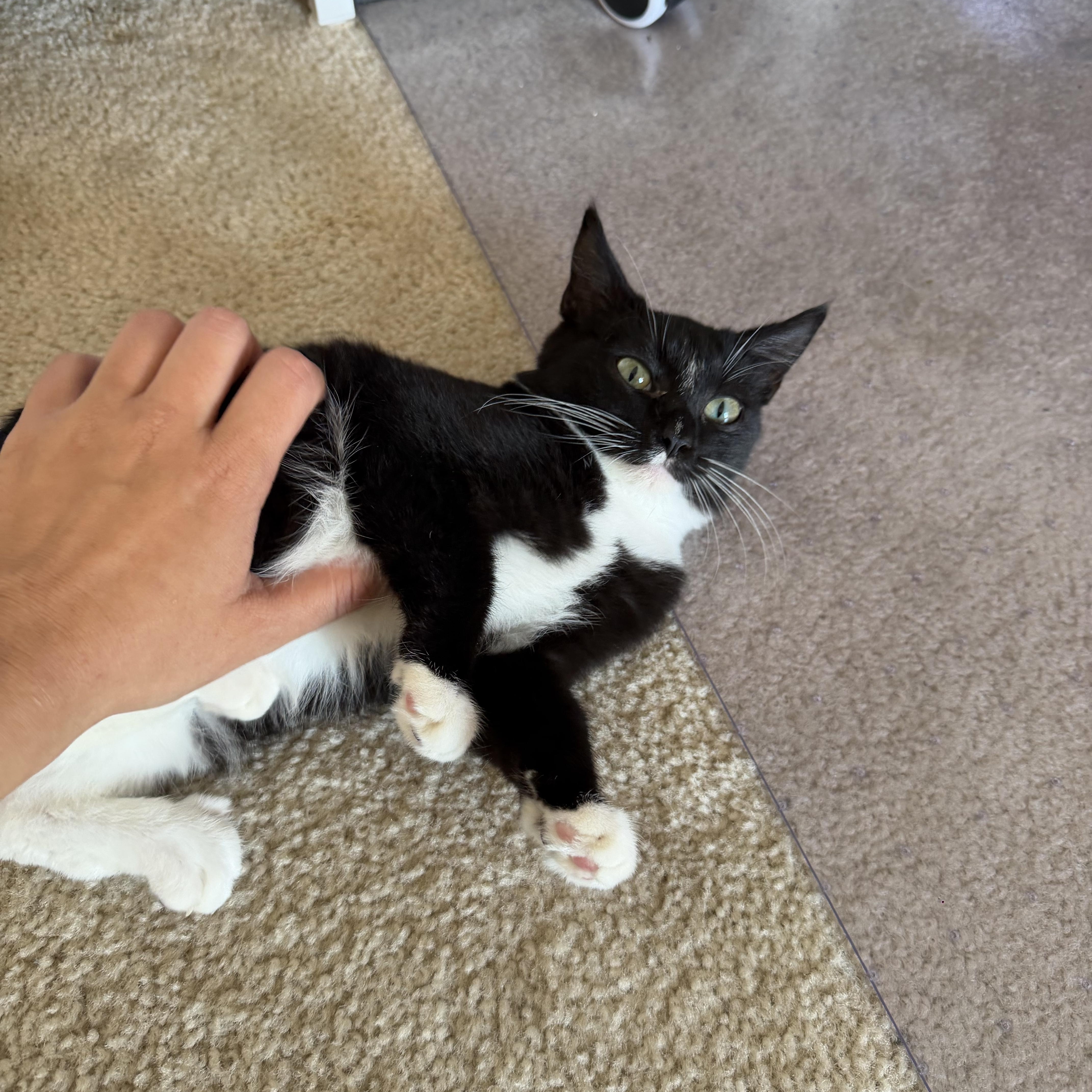 Enlarge Zippy, a Adoptable American Shorthair in North Chesterfield, VA image 3/3