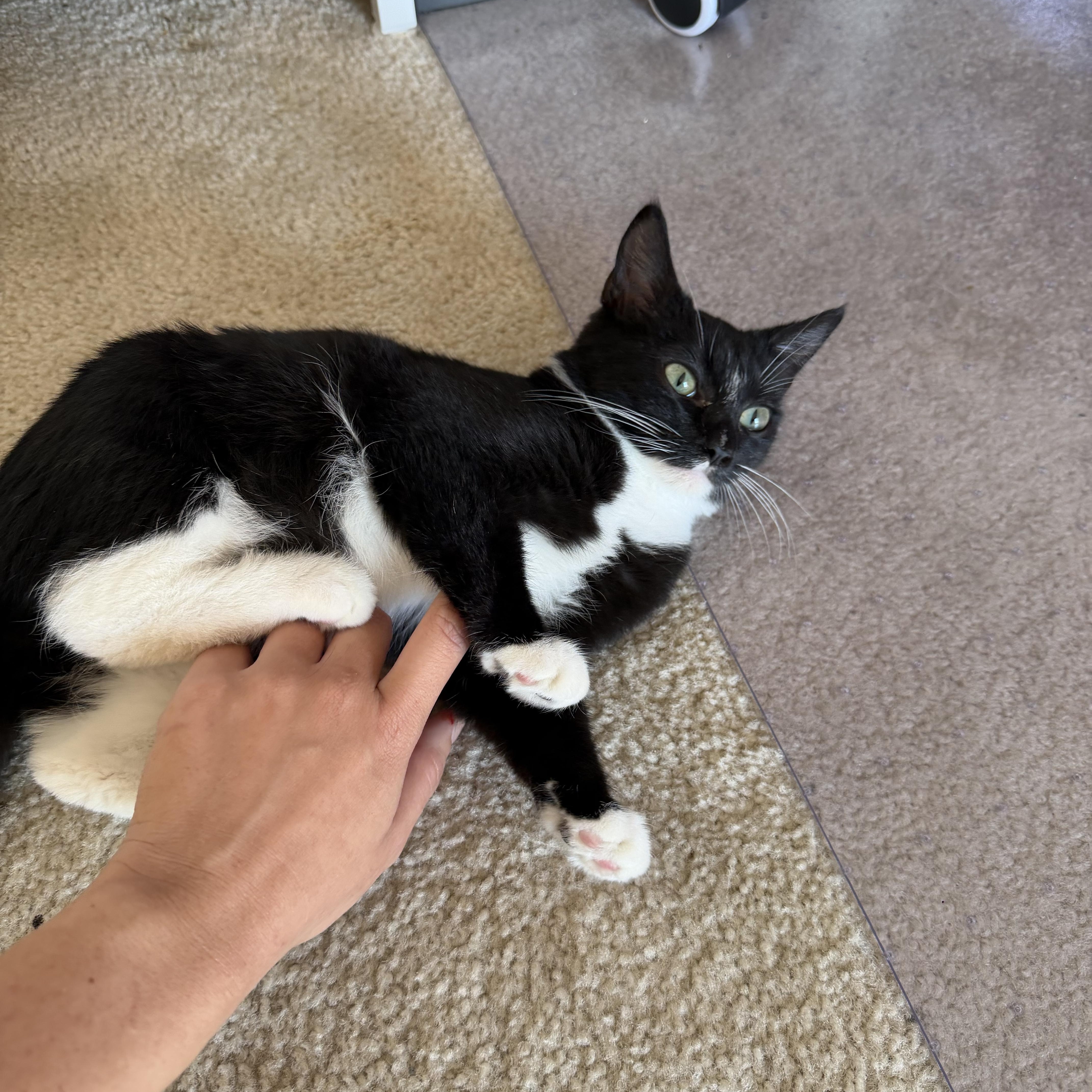 Enlarge Zippy, a Adoptable American Shorthair in North Chesterfield, VA image 2/3
