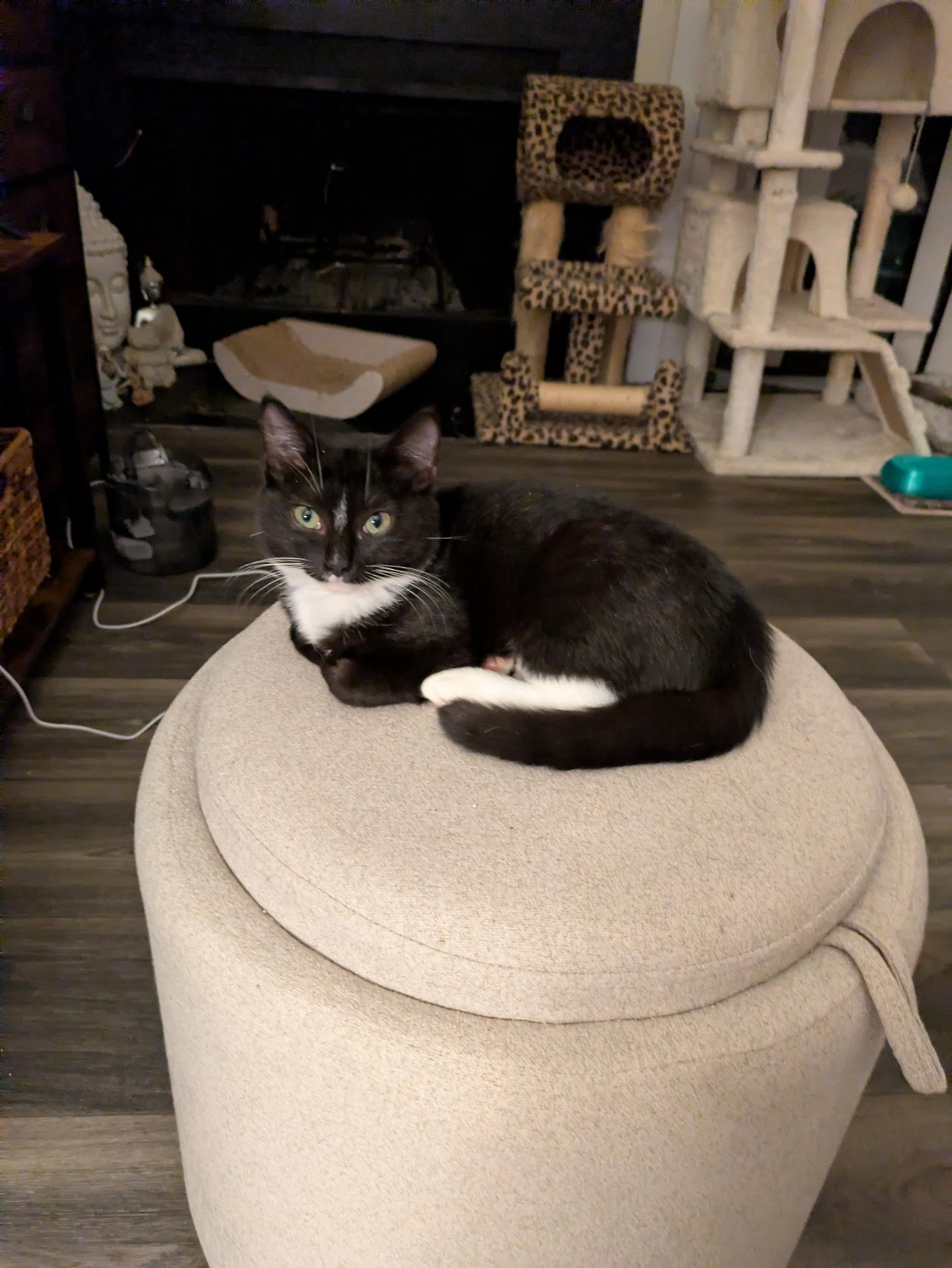 Enlarge Zippy, a Adoptable American Shorthair in North Chesterfield, VA image 1/1