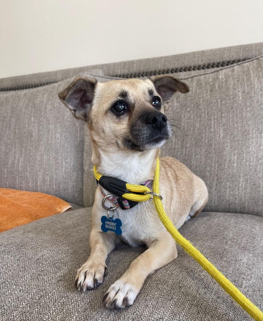 Patty, Adoptable, Adult Female Mixed Breed.