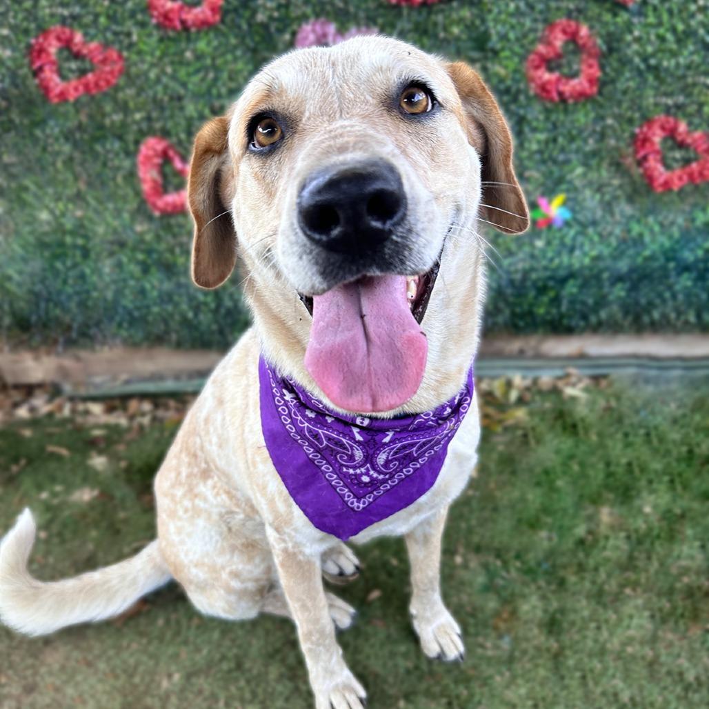 Amelia Earhart — thumbnail 2