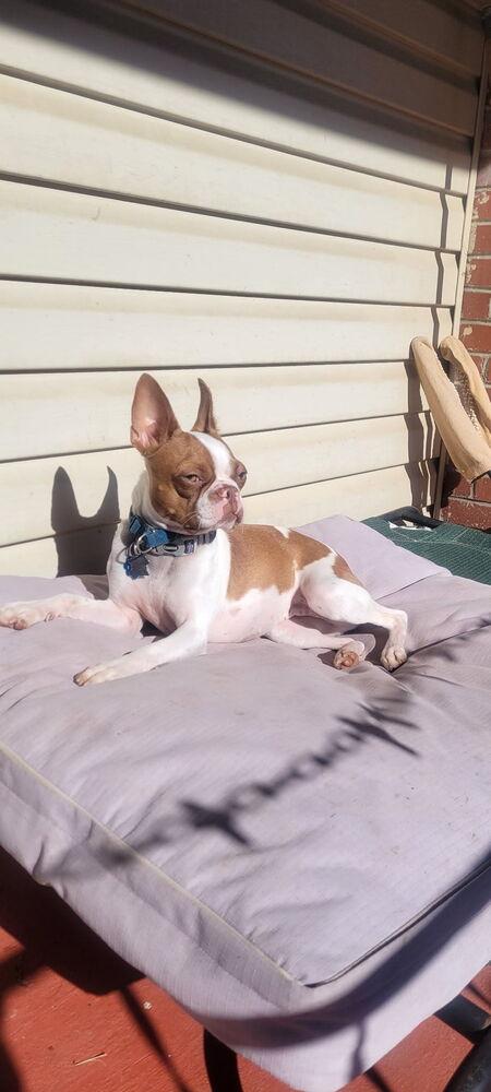 Enlarge Abby Jimenez 4814-Asheville, NC, a Adopted Boston Terrier in Maryville, TN image 1/4