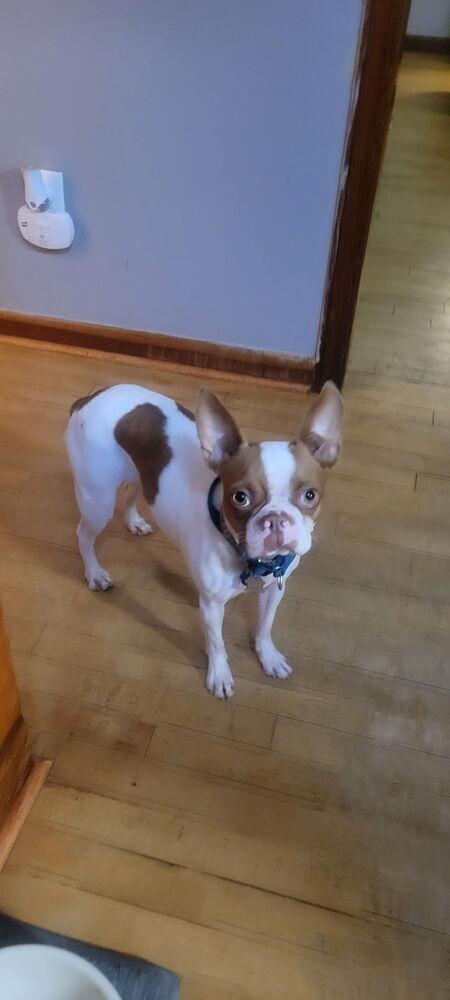 Enlarge Abby Jimenez 4814-Asheville, NC, a Adopted Boston Terrier in Maryville, TN image 2/4