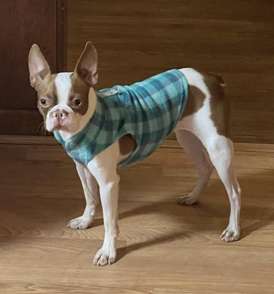 Abby Jimenez 4450-Asheville, NC, a Adopted Boston Terrier in Maryville, TN image 1/5
