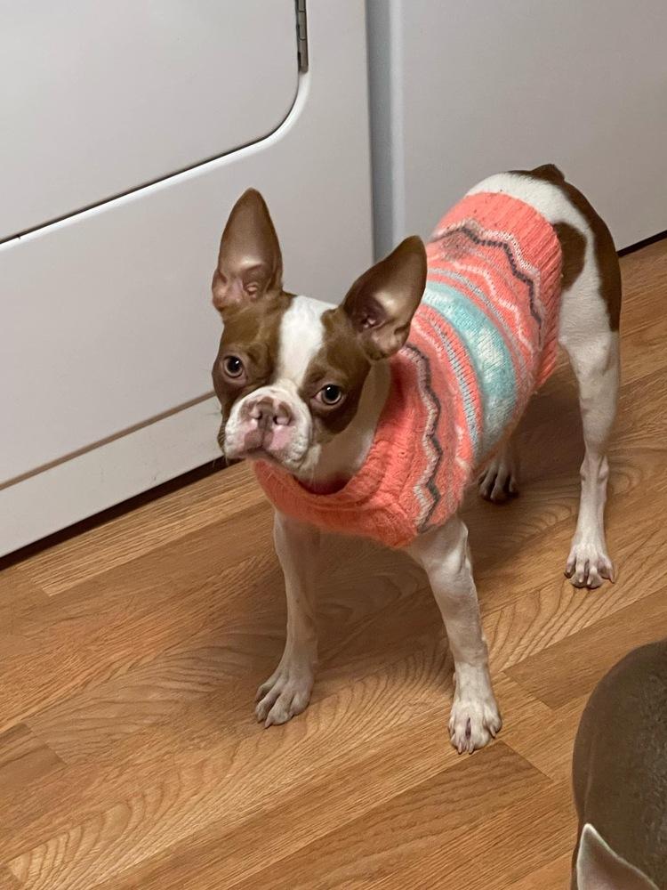 Abby Jimenez 4450-Asheville, NC, a Adopted Boston Terrier in Maryville, TN image 2/5