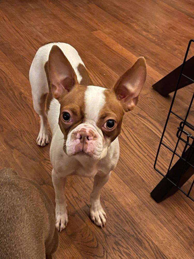 Abby Jimenez 4450-Asheville, NC, a Adopted Boston Terrier in Maryville, TN image 3/5