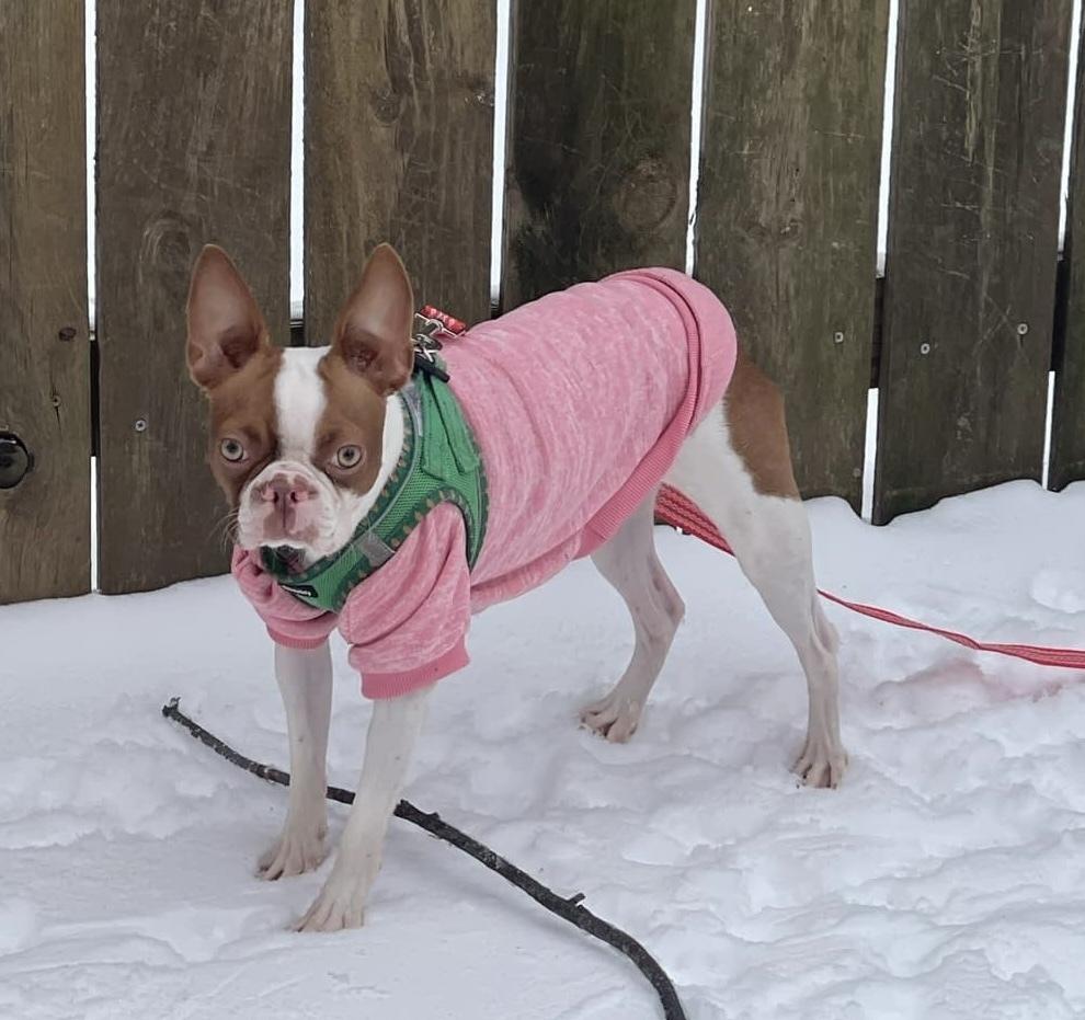 Abby Jimenez 4450-Asheville, NC, a Adopted Boston Terrier in Maryville, TN image 4/5