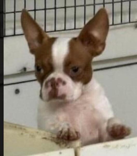 Abby Jimenez 4450-Asheville, NC, a Adopted Boston Terrier in Maryville, TN image 5/5