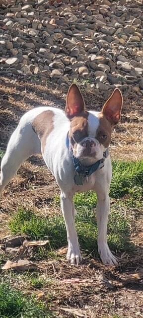 Enlarge Abby Jimenez 4814-Asheville, NC, a Adopted Boston Terrier in Maryville, TN image 4/4