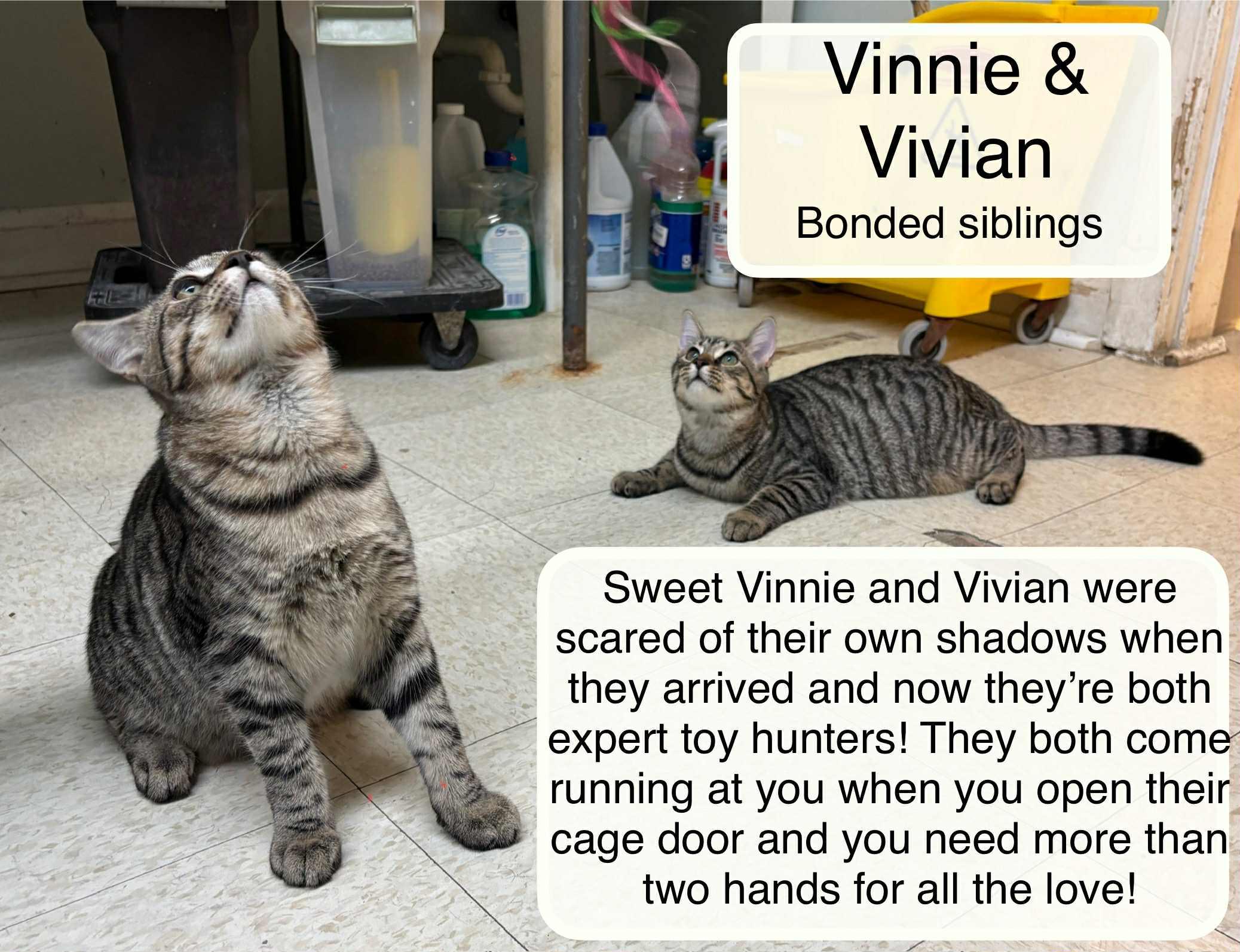 Vivian bonded with Vinnie, a Adoptable Domestic Short Hair in Ellicott City, MD image 1/6