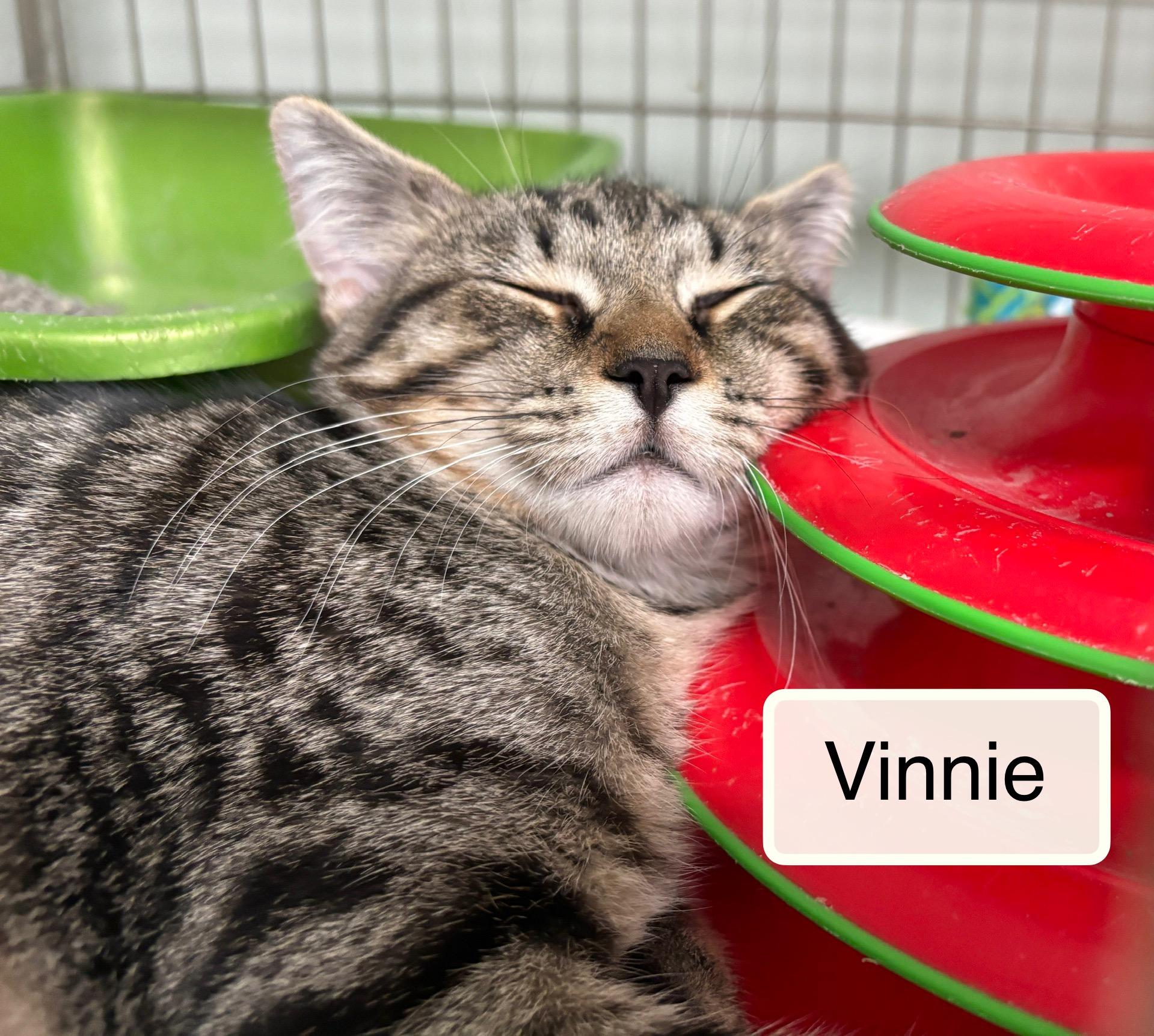 Vivian bonded with Vinnie, a Adoptable Domestic Short Hair in Ellicott City, MD image 4/6