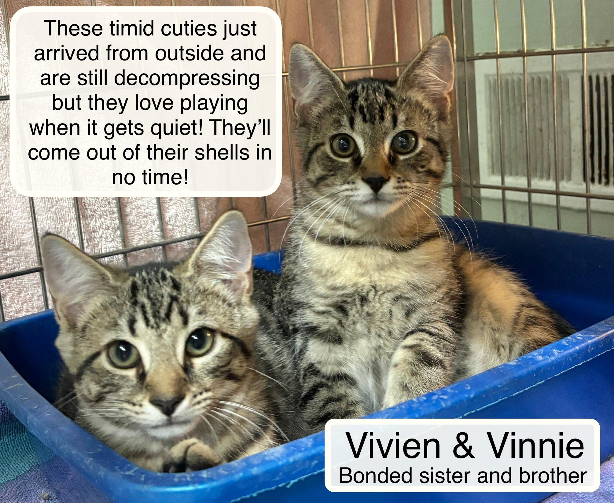 Vivian bonded with Vinnie, a Adoptable Domestic Short Hair in Ellicott City, MD image 3/6