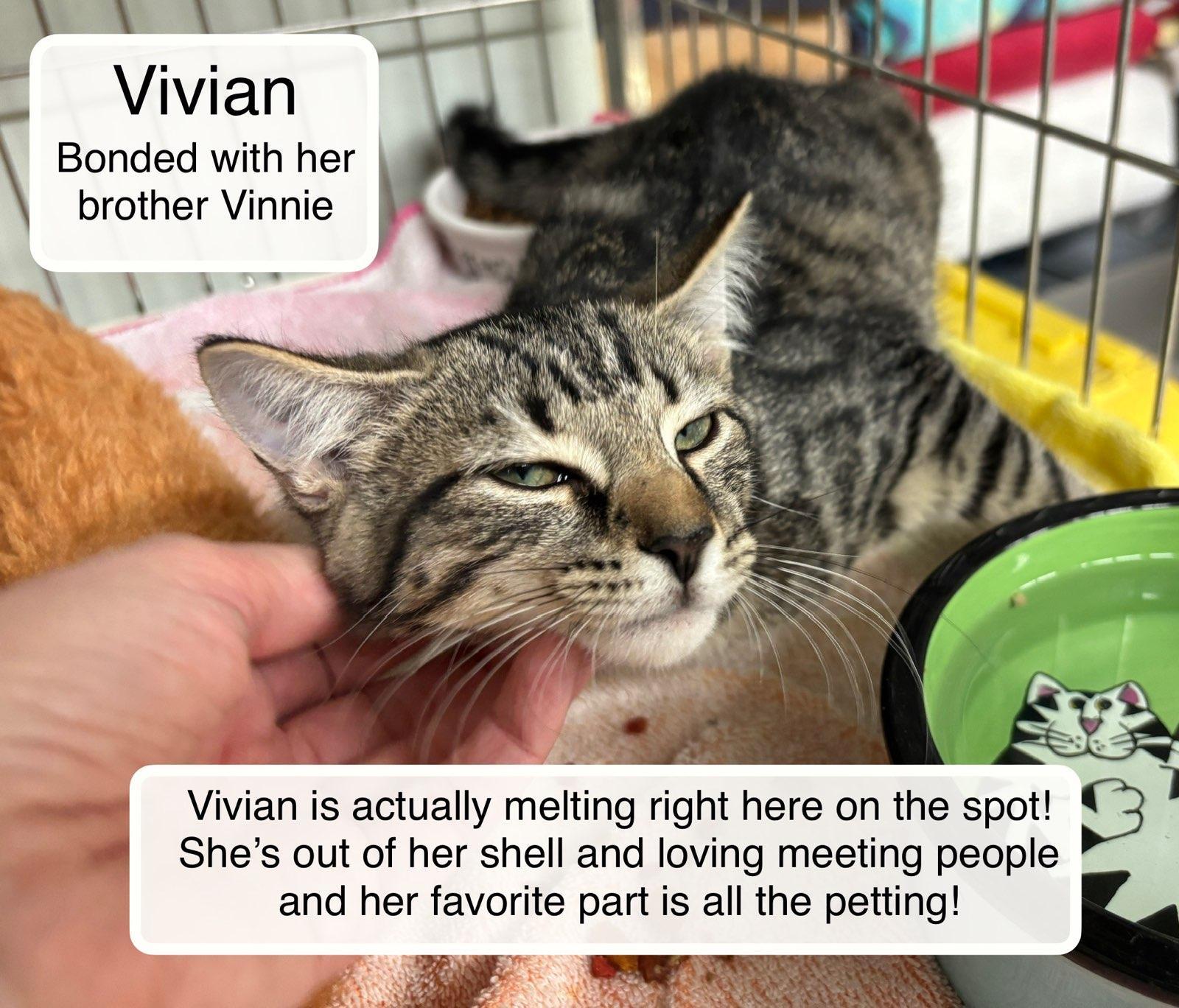 Vivian bonded with Vinnie, a Adoptable Domestic Short Hair in Ellicott City, MD image 6/6