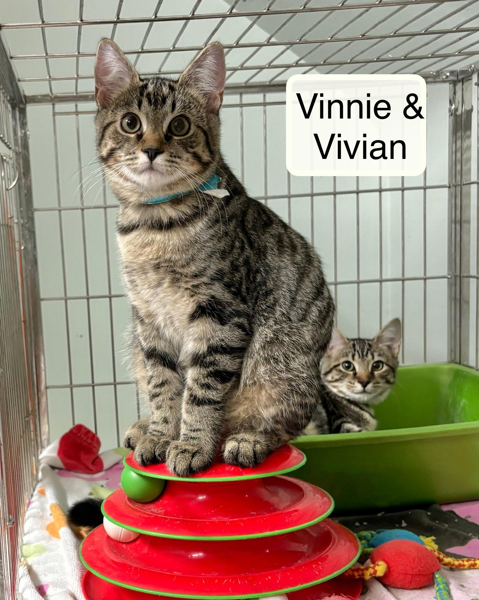Vivian bonded with Vinnie, a Adoptable Domestic Short Hair in Ellicott City, MD image 2/6