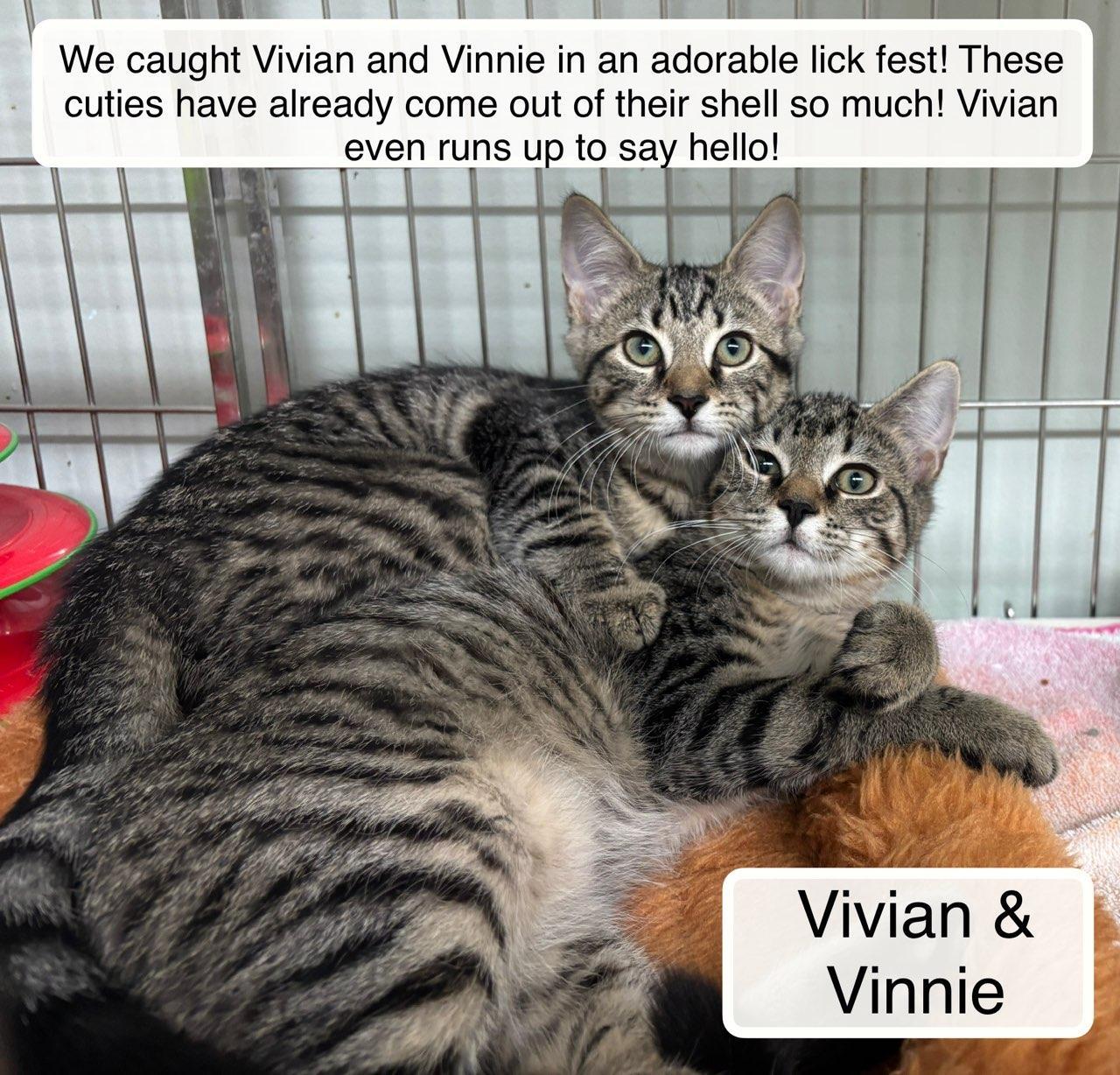Vivian bonded with Vinnie, a Adoptable Domestic Short Hair in Ellicott City, MD image 5/6
