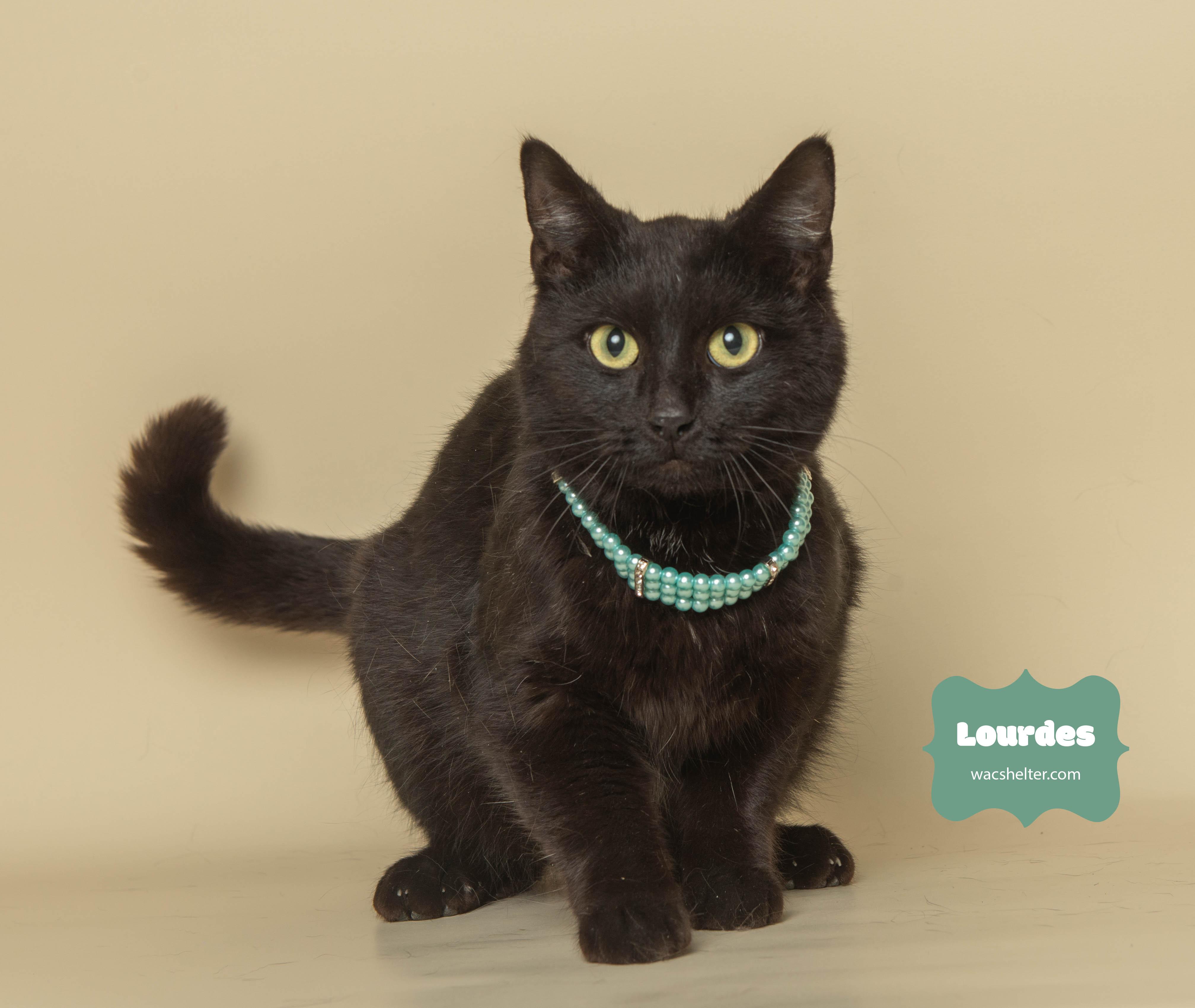 LOURDES, Adult Female Domestic Short Hair