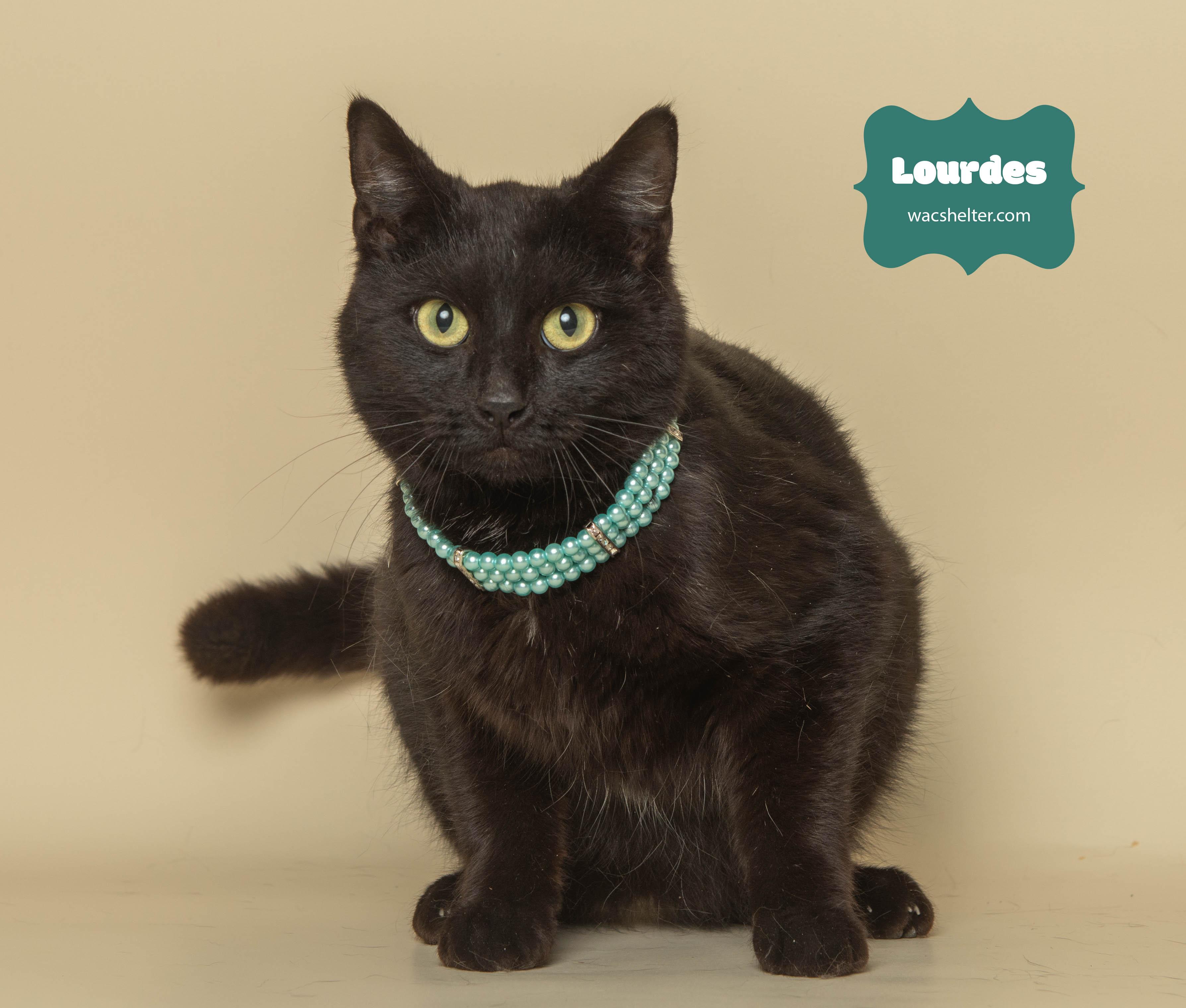 LOURDES (devoted mother), a Adoptable Domestic Short Hair in Wyandotte, MI image 2/3