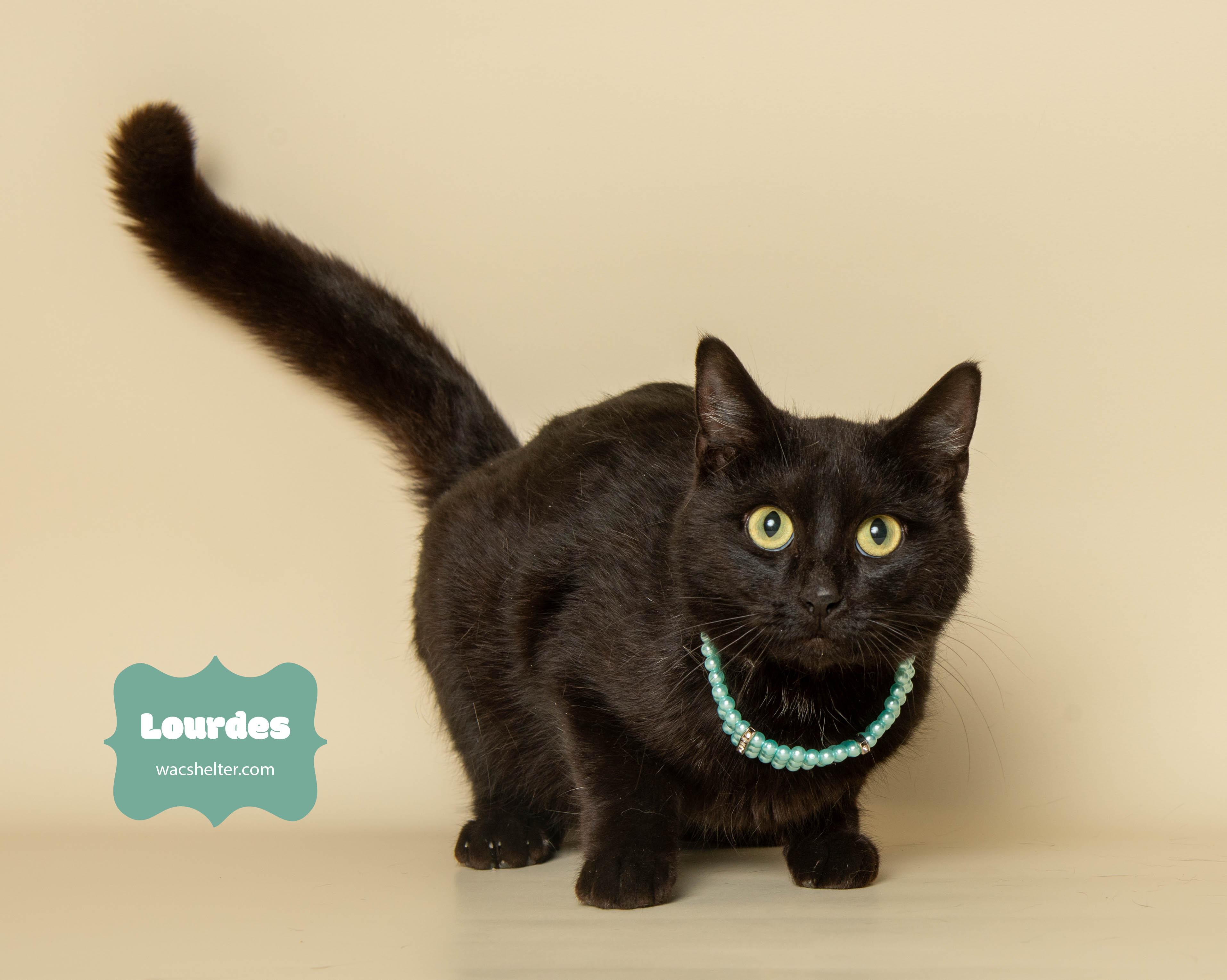 LOURDES (devoted mother), a Adoptable Domestic Short Hair in Wyandotte, MI image 3/3