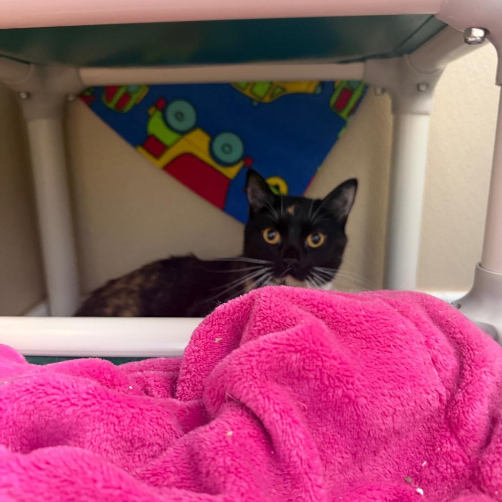 Enlarge Solene, a Adoptable Domestic Short Hair in Mankato, MN image 1/2