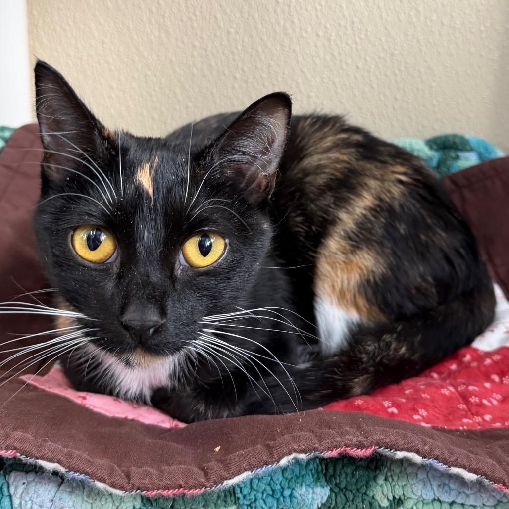 Enlarge Solene, a Adoptable Domestic Short Hair in Mankato, MN image 2/2