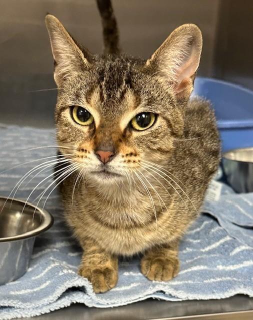 Enlarge Astrid, a ADOPTABLE Domestic Short Hair in Prudenville, MI image 1/1