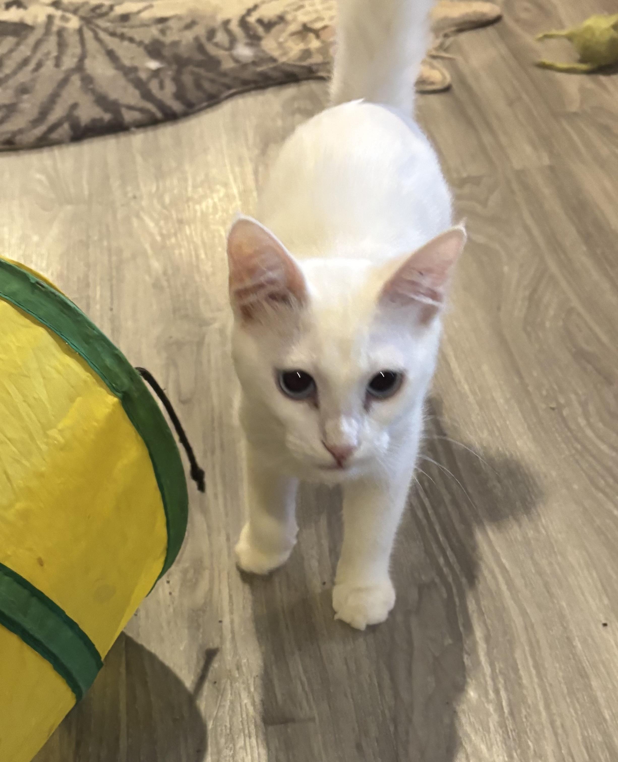 Enlarge Twana (blue eyes, deaf), a ADOPTABLE Domestic Short Hair in Fairfax, VA image 4/5