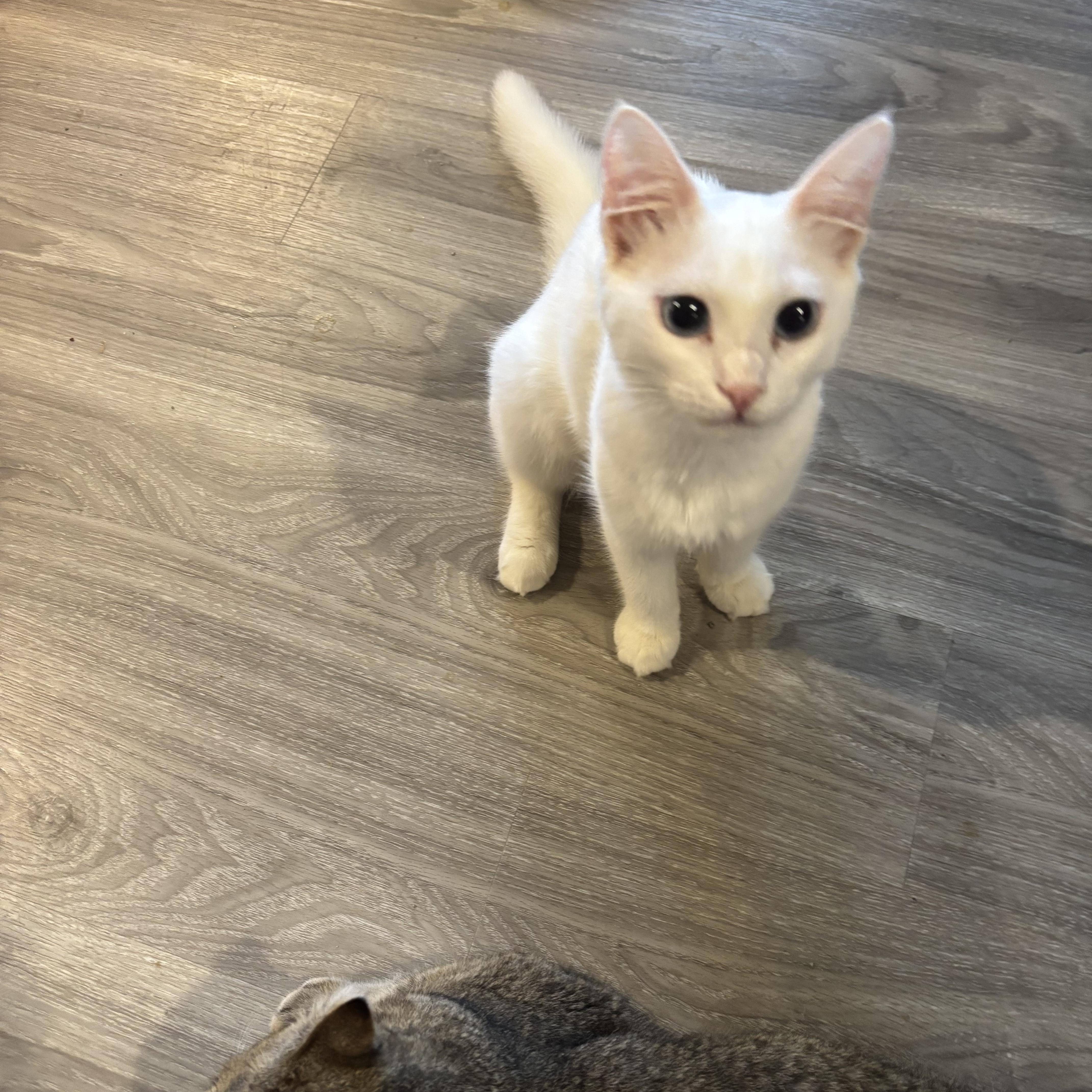 Enlarge Twana (blue eyes, deaf), a ADOPTABLE Domestic Short Hair in Fairfax, VA image 5/5