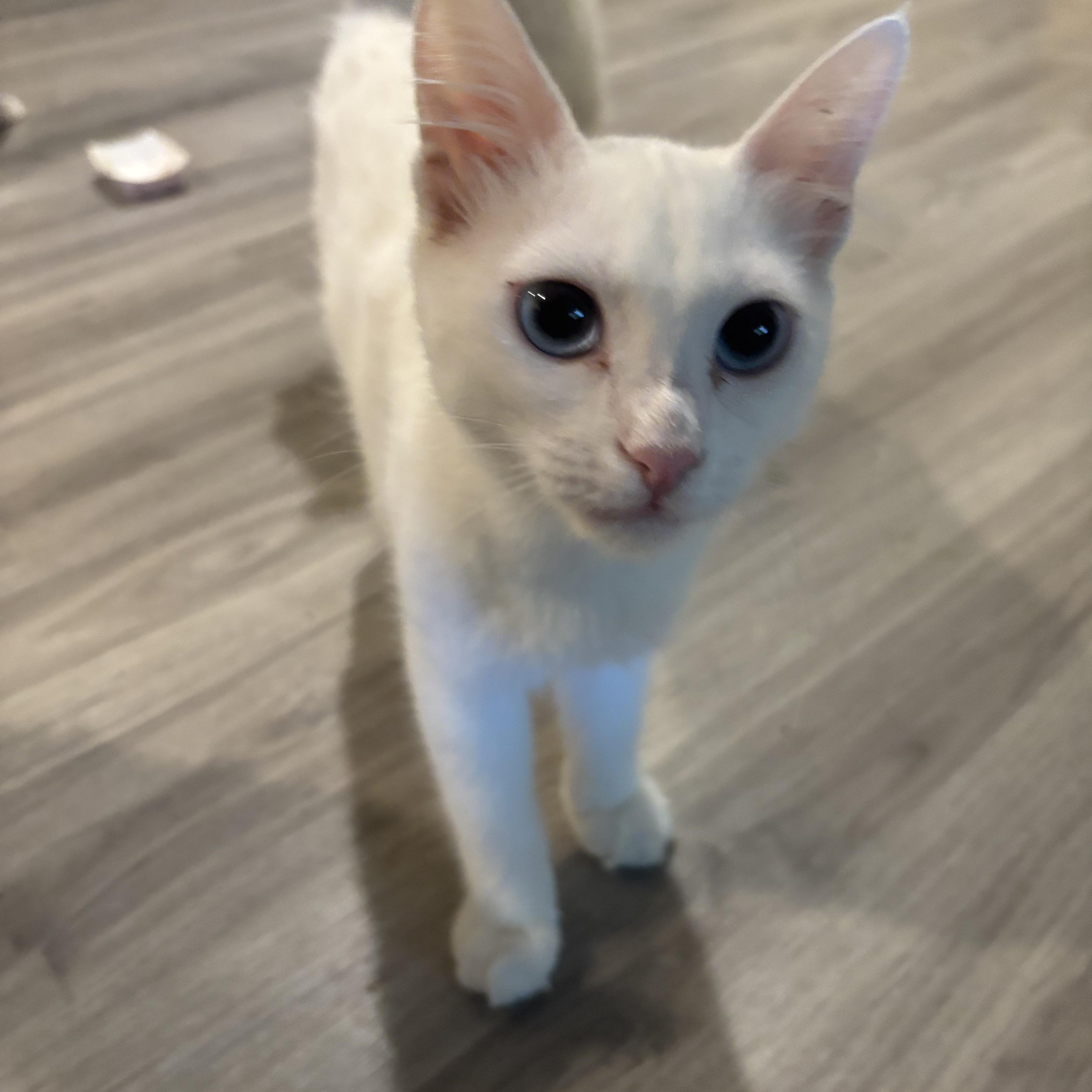 Enlarge Twana (blue eyes, deaf), a ADOPTABLE Domestic Short Hair in Fairfax, VA image 2/5