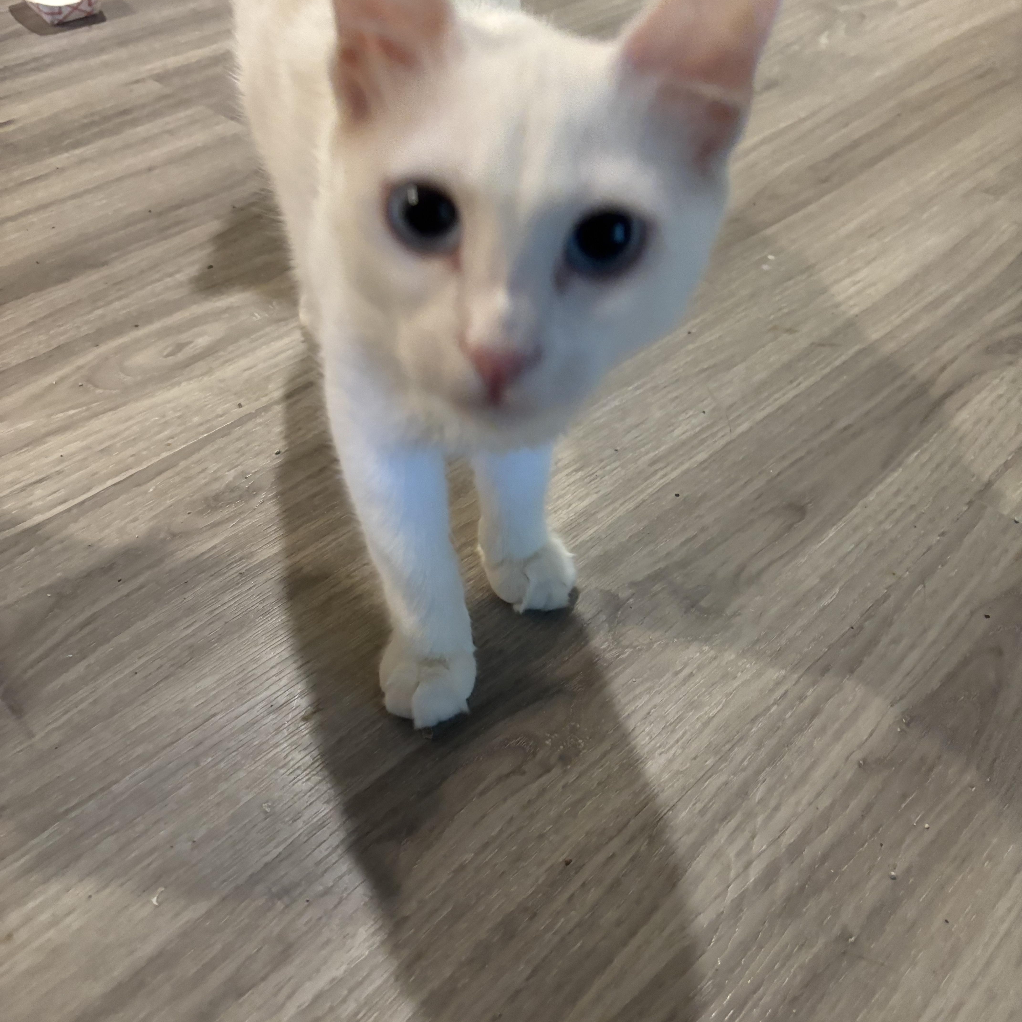 Enlarge Twana (blue eyes, deaf), a ADOPTABLE Domestic Short Hair in Fairfax, VA image 3/5