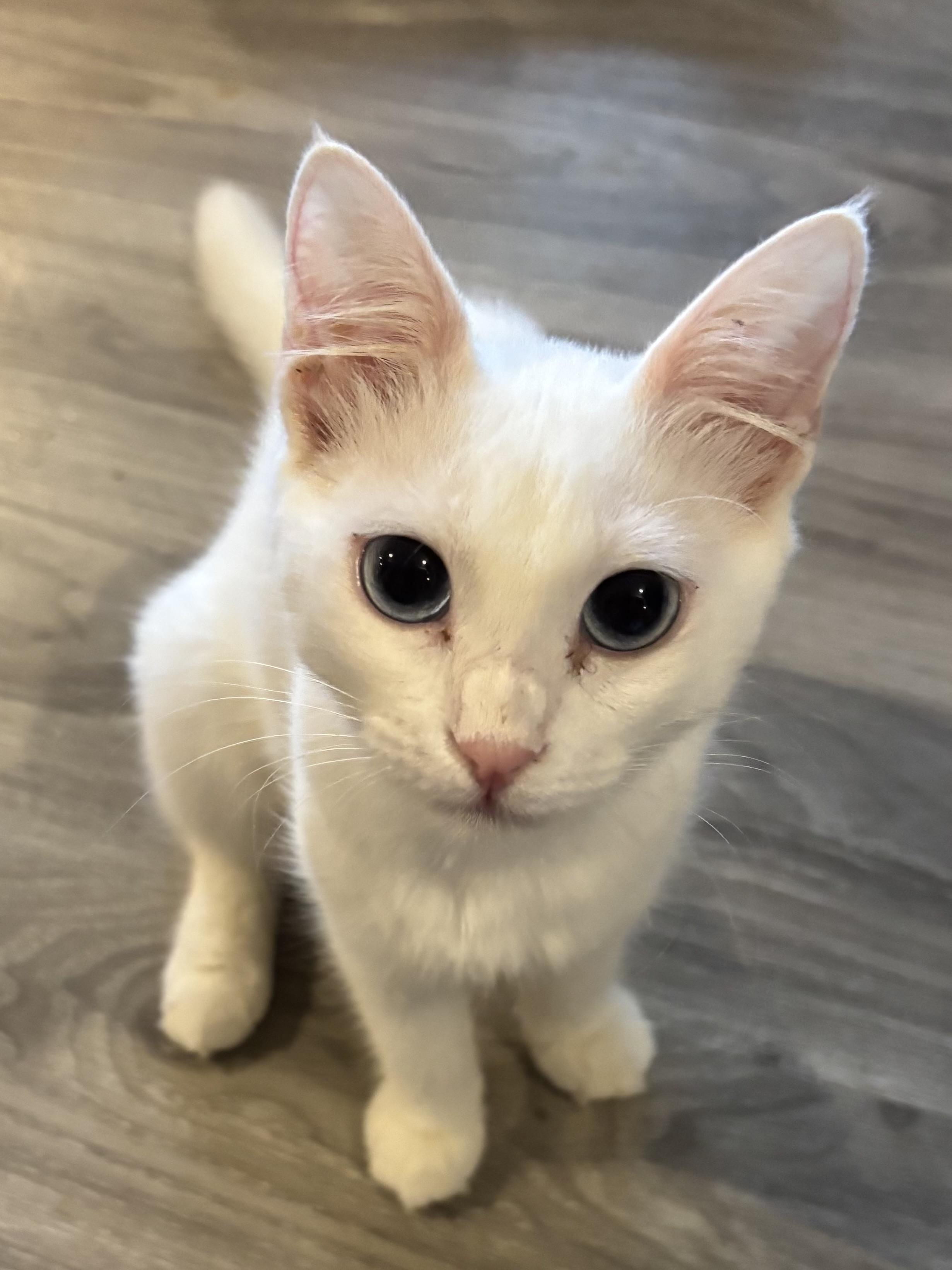Enlarge Twana (blue eyes, deaf), a ADOPTABLE Domestic Short Hair in Fairfax, VA image 1/5