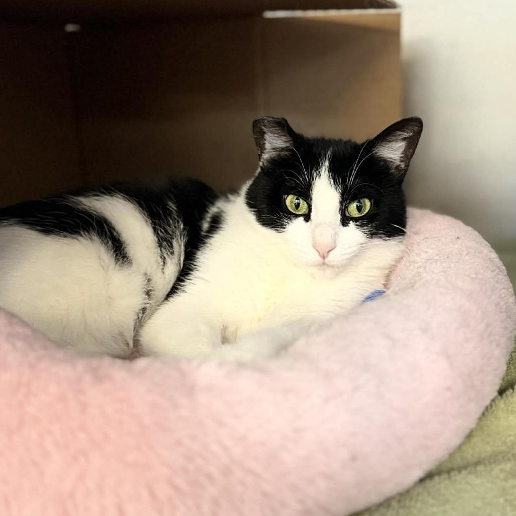 Niaouli, Adoptable, Adult Female Domestic Short Hair.