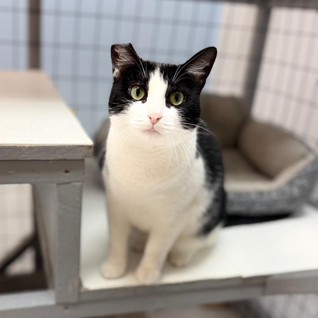 Niaouli, a Adoptable Domestic Short Hair in Portage, MI image 2/2