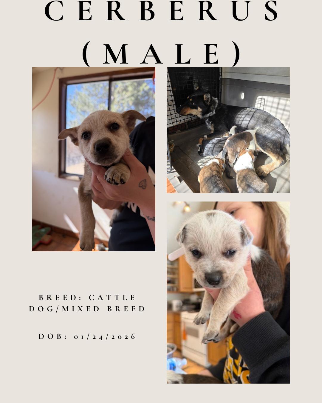 Enlarge Cerberus, an adopted mixed breed in Klamath Falls, OR image 1/1