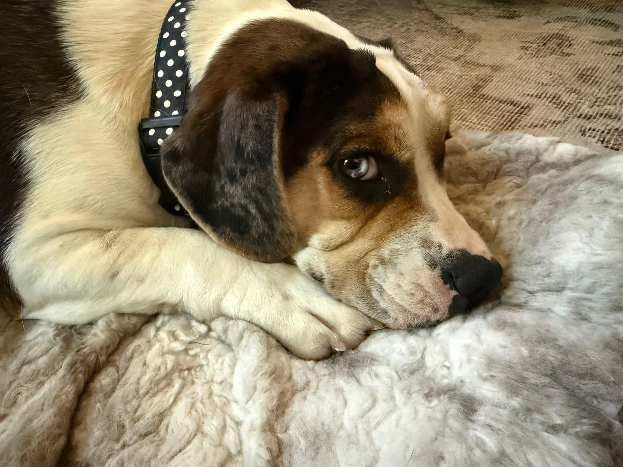 Dilly Dally, a ADOPTABLE mixed breed in Waukesha, WI image 4/5