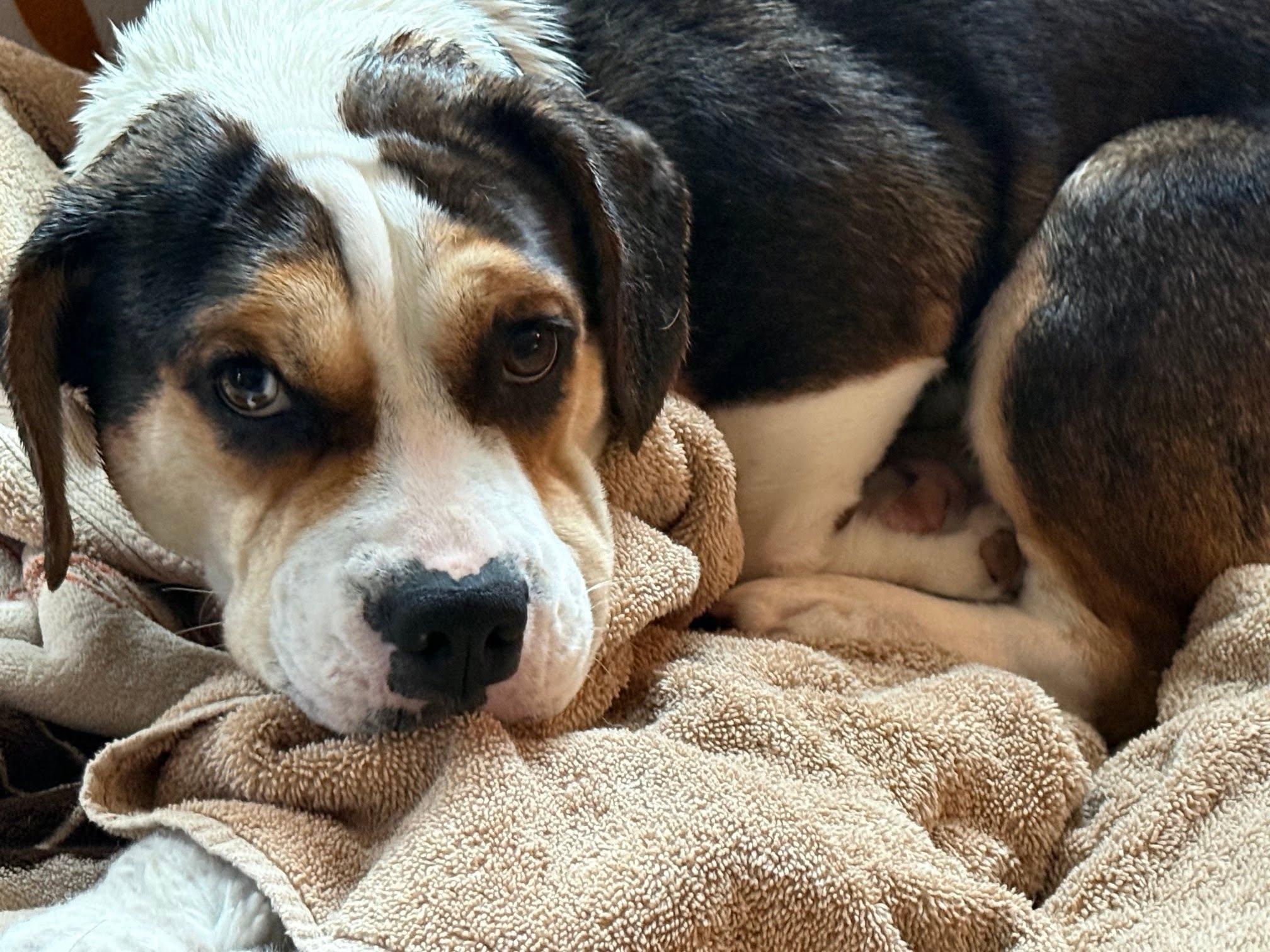 Dilly Dally, a ADOPTABLE mixed breed in Waukesha, WI image 2/5