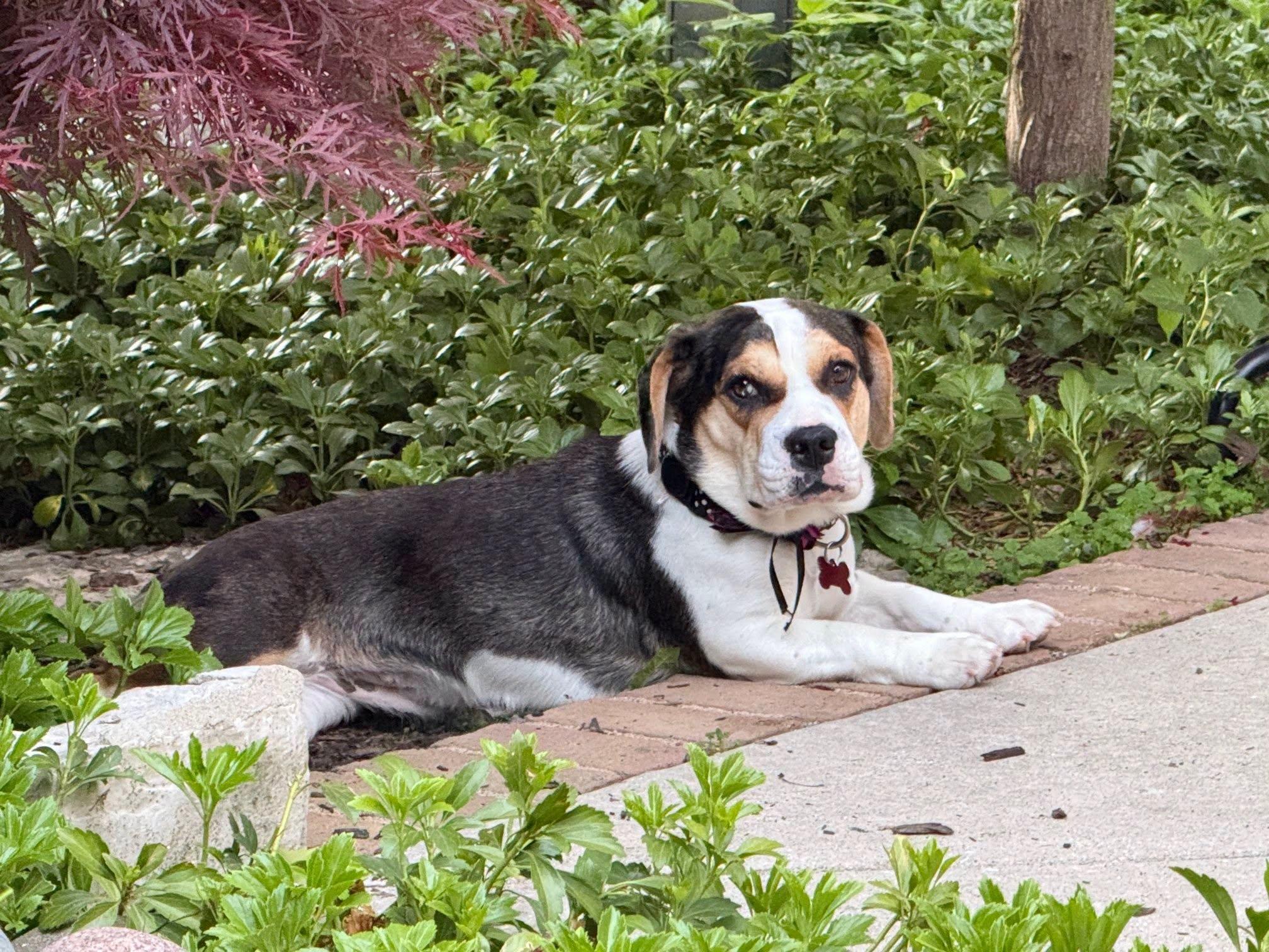 Dilly Dally, ADOPTABLE, Adult Female English Bulldog & Beagle.