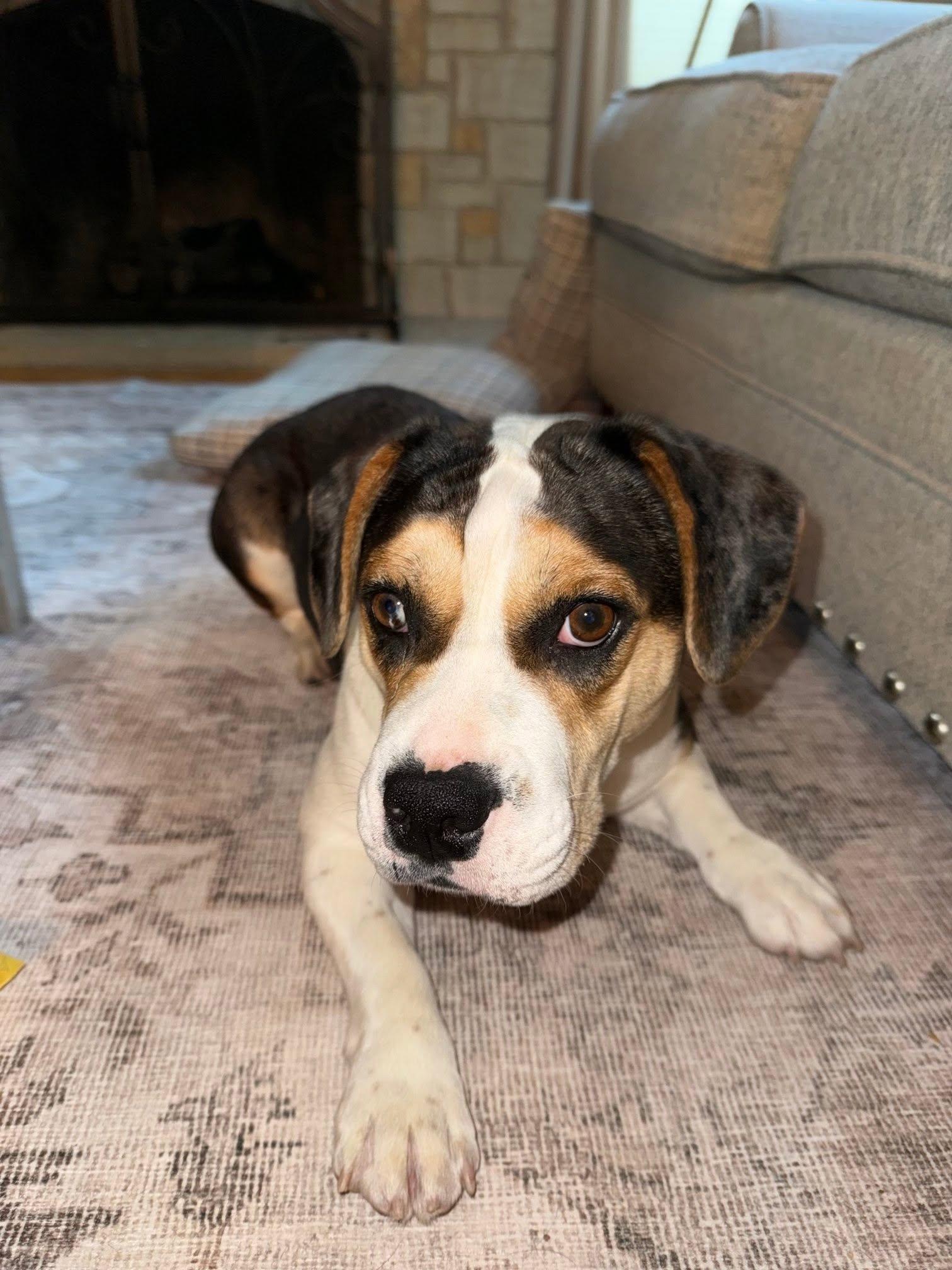 Dilly Dally, a ADOPTABLE mixed breed in Waukesha, WI image 5/5