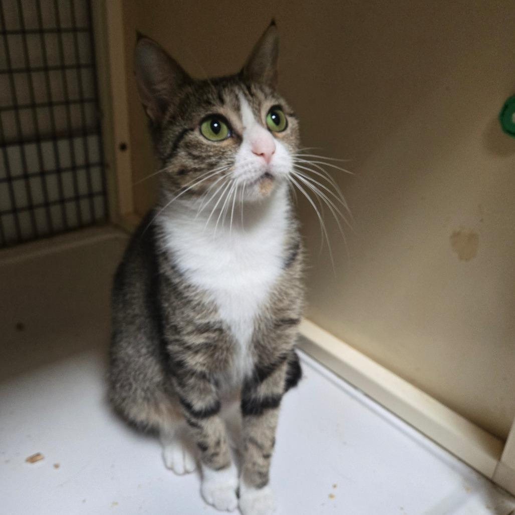 Carey, a Adoptable Domestic Short Hair in Graham, TX image 2/3