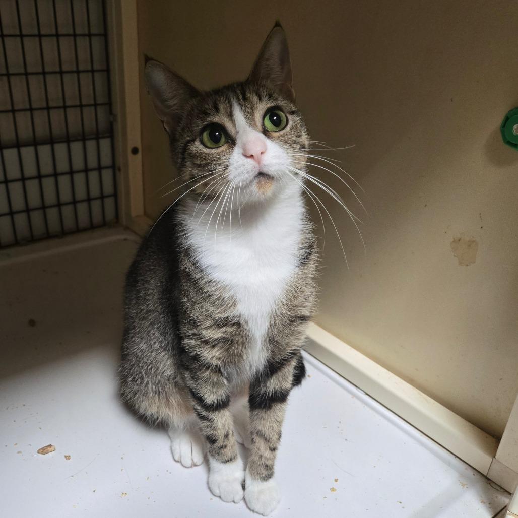 Carey, a Adoptable Domestic Short Hair in Graham, TX image 1/3