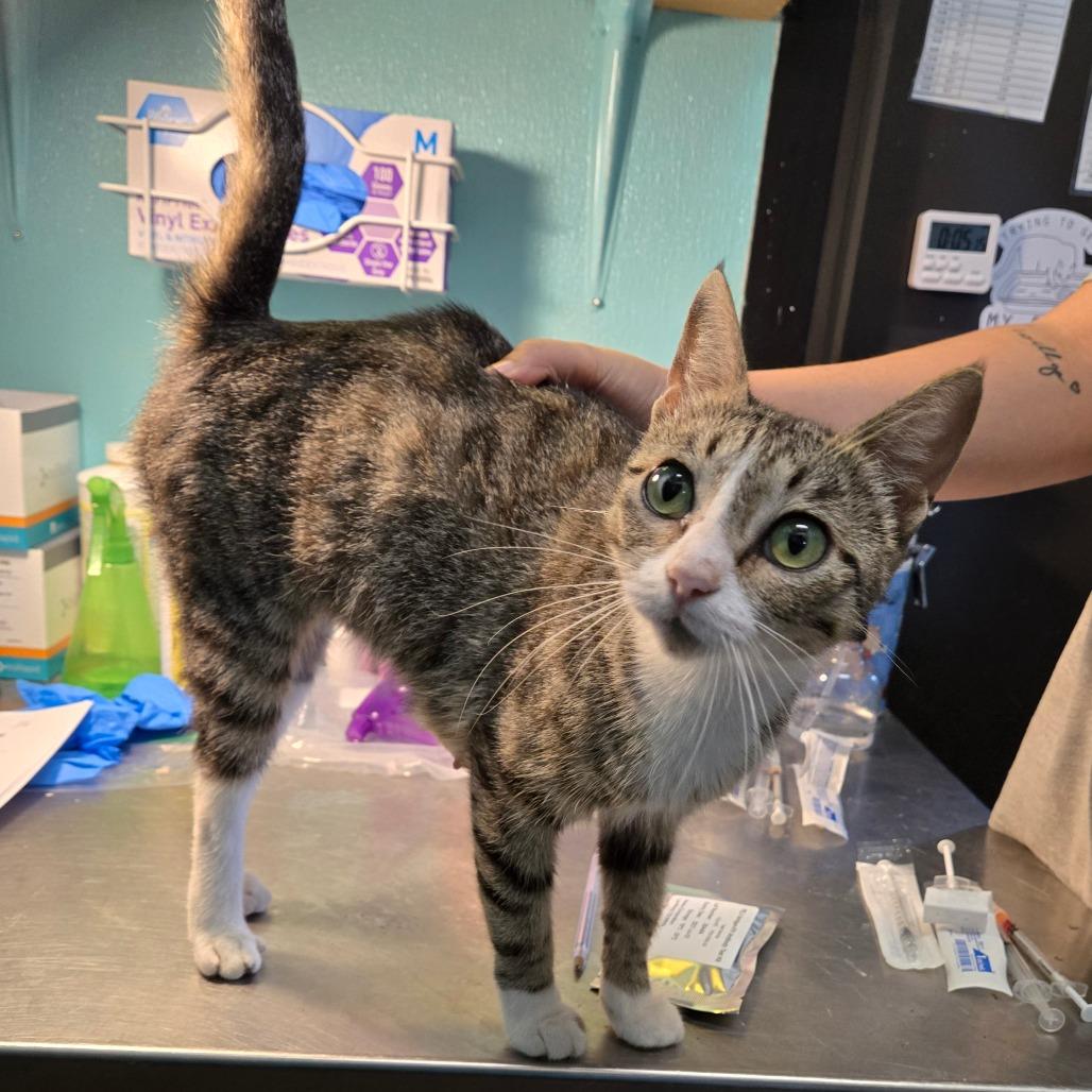 Carey, Adoptable, Adult Female Domestic Short Hair.