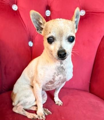 Enlarge Faith Hill, an adopted mixed breed in Santa Rosa, CA image 1/5