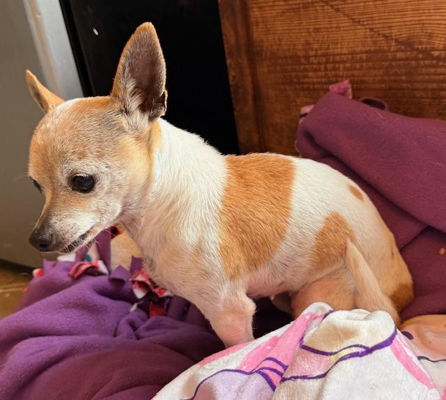 Enlarge Faith Hill, an adopted mixed breed in Santa Rosa, CA image 2/5