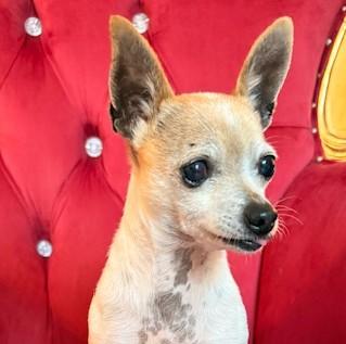 Enlarge Faith Hill, an adopted mixed breed in Santa Rosa, CA image 3/5