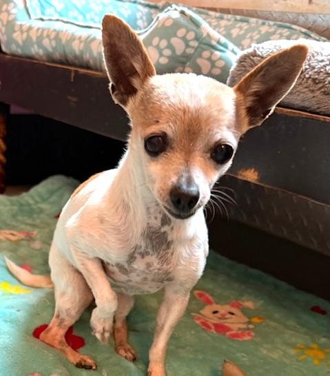 Enlarge Faith Hill, an adopted mixed breed in Santa Rosa, CA image 4/5