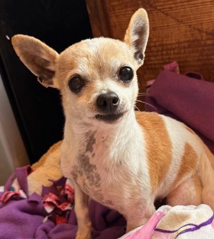 Enlarge Faith Hill, an adopted mixed breed in Santa Rosa, CA image 5/5