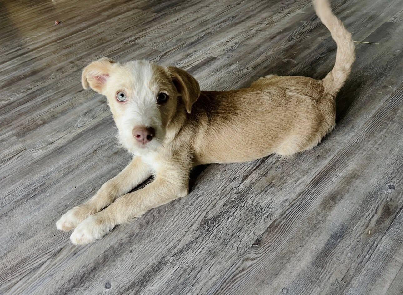 Rusty, Adoptable, Puppy Male Terrier.