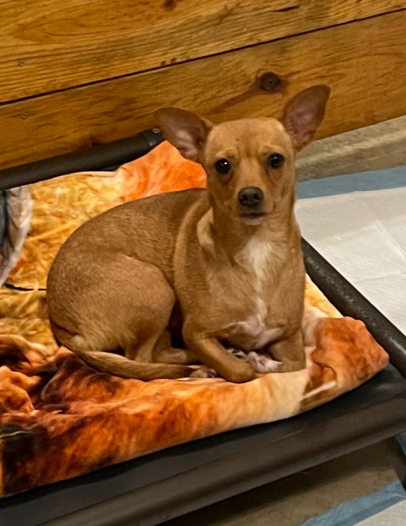 Enlarge Pippa, a Adoptable mixed breed in Cairo, GA image 1/3