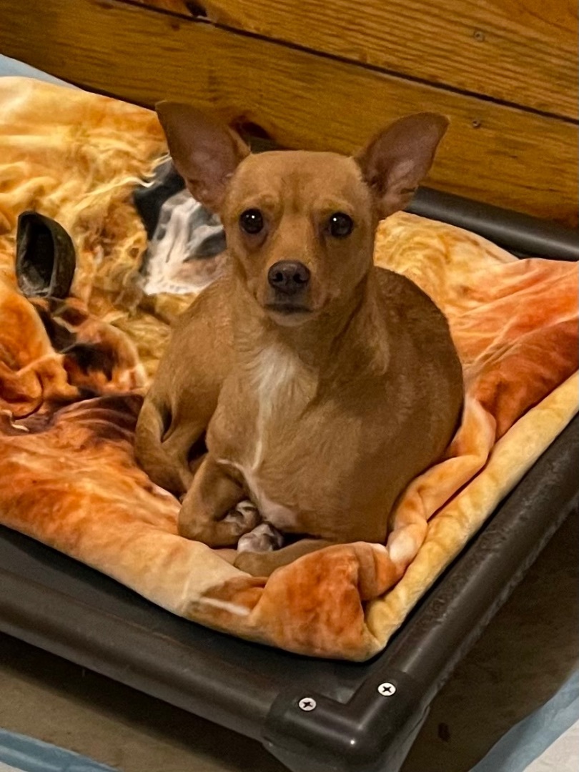 Enlarge Pippa, a Adoptable mixed breed in Cairo, GA image 3/3