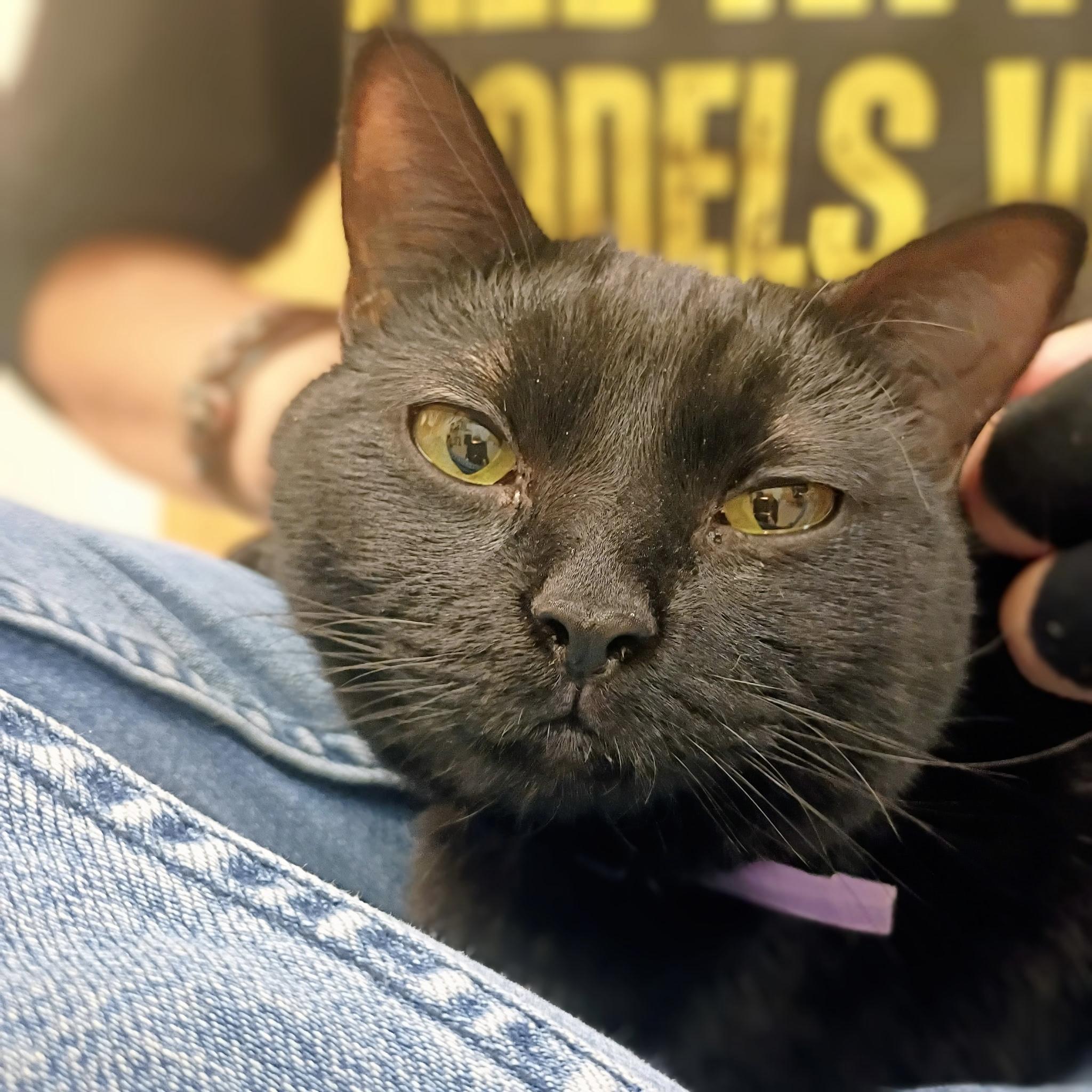Bandit, Adoptable, Young Female Domestic Short Hair.